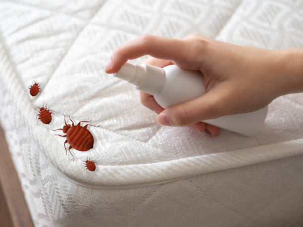 Best Flea Control Services  in The Hammocks, FL