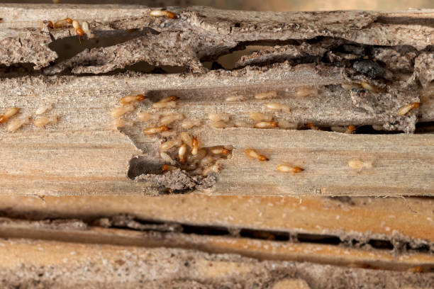 Best Pest Inspection Near Me  in The Hammocks, FL