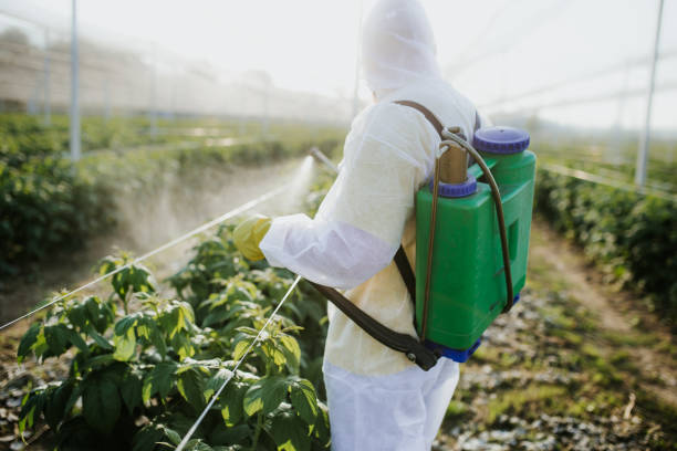Best Bed Bug Extermination  in The Hammocks, FL